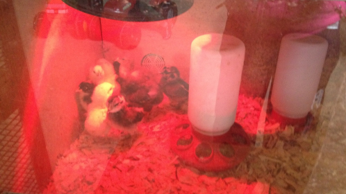 2014-05-30-09.32.07-Copy